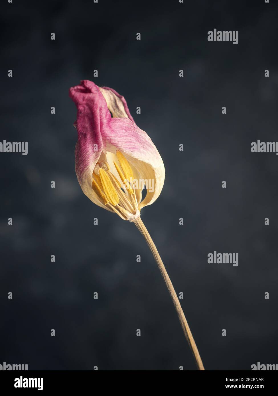 Tulipano viola appassito su sfondo scuro Foto Stock