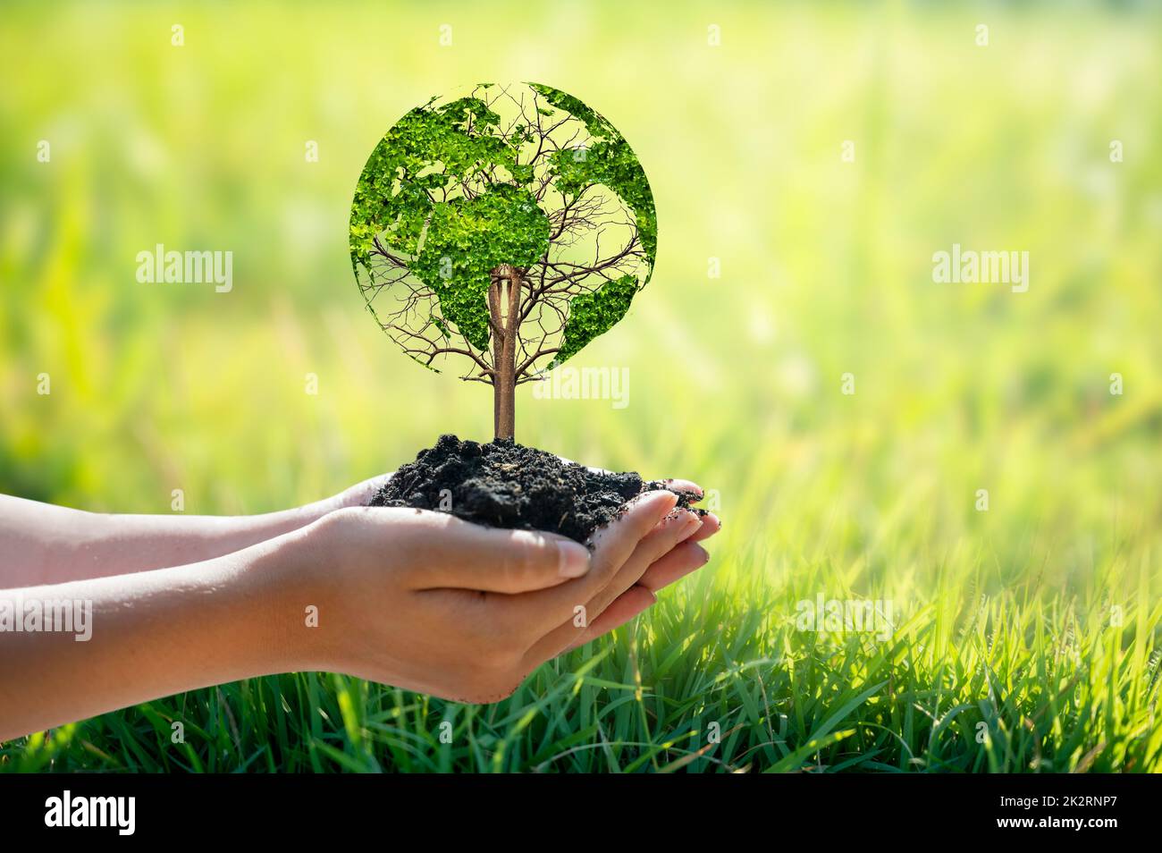 Un albero con foglie del mondo mappa, concetto, ambiente, salvare il mondo Foto Stock