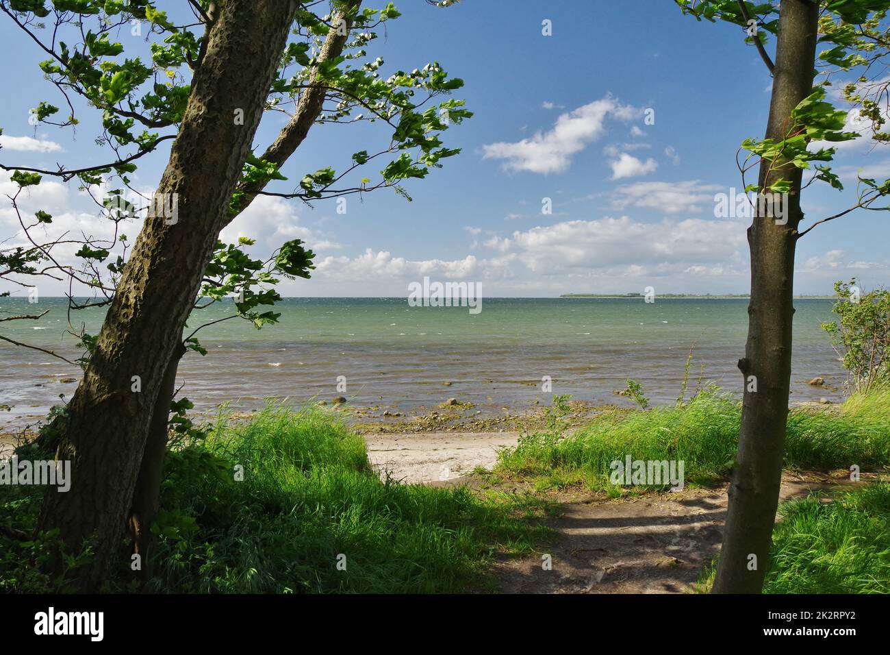 Sulla spiaggia naturale, Mar Baltico, Zierow, Baia di Wismar, Nordwestmecklenburg, Meclemburgo-Pomerania anteriore, Germania Foto Stock