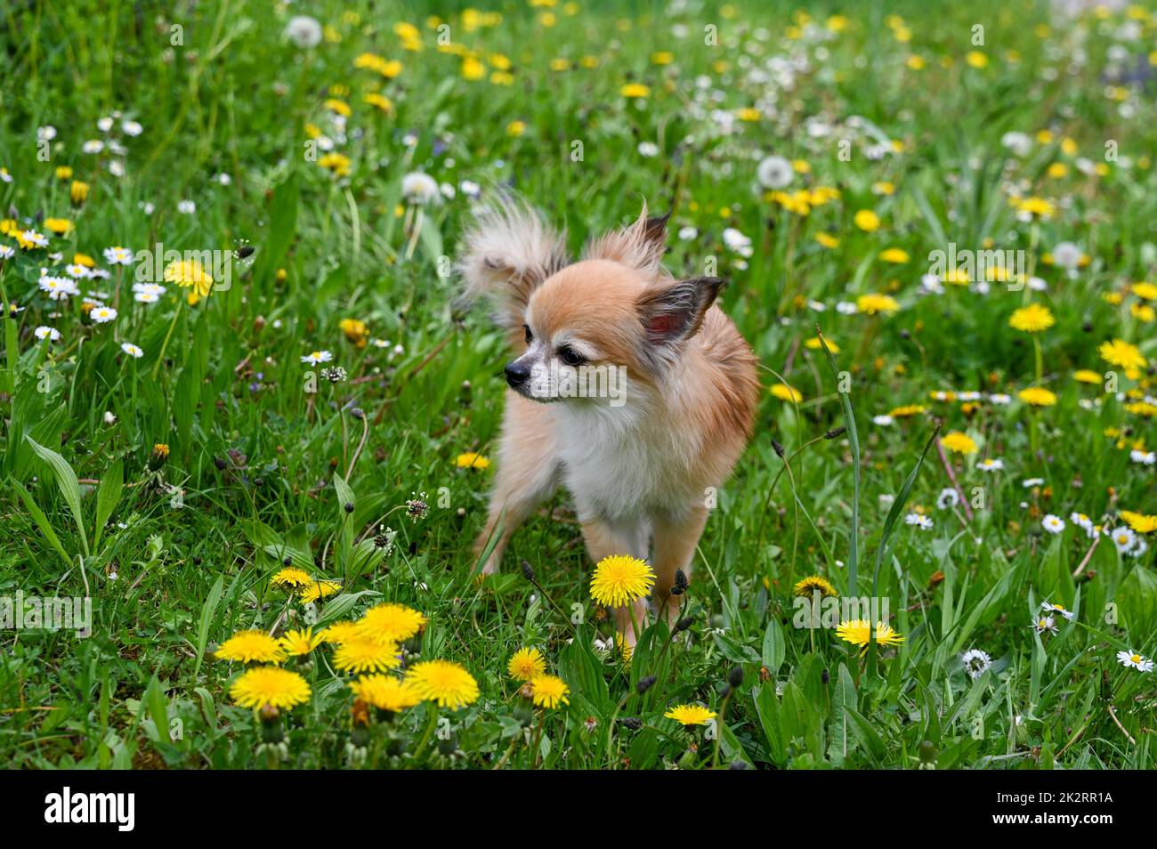 Un cane Chihuahua su un prato verde Foto Stock