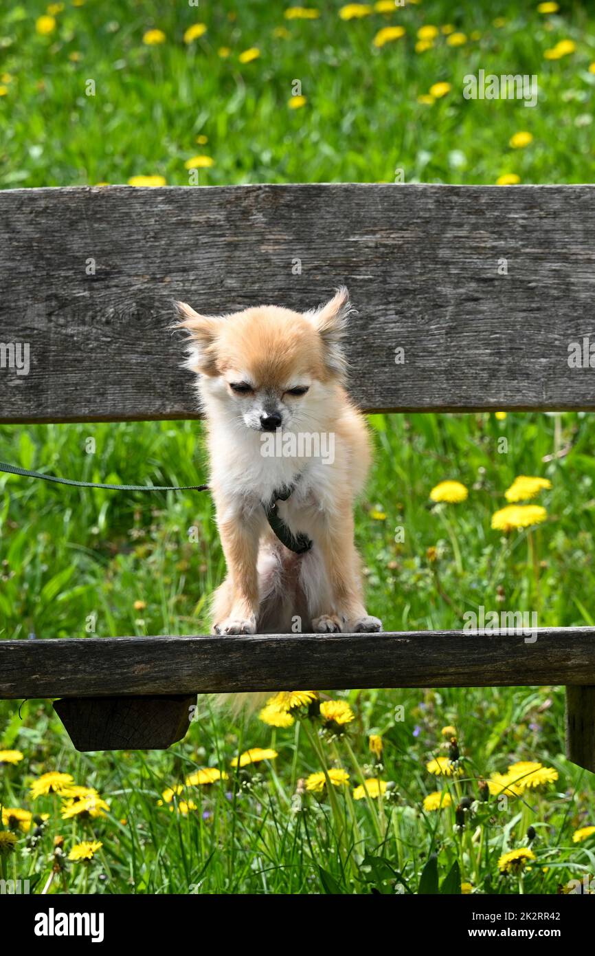 Chihuahua cane siede con un guinzaglio su una panca in natura Foto Stock
