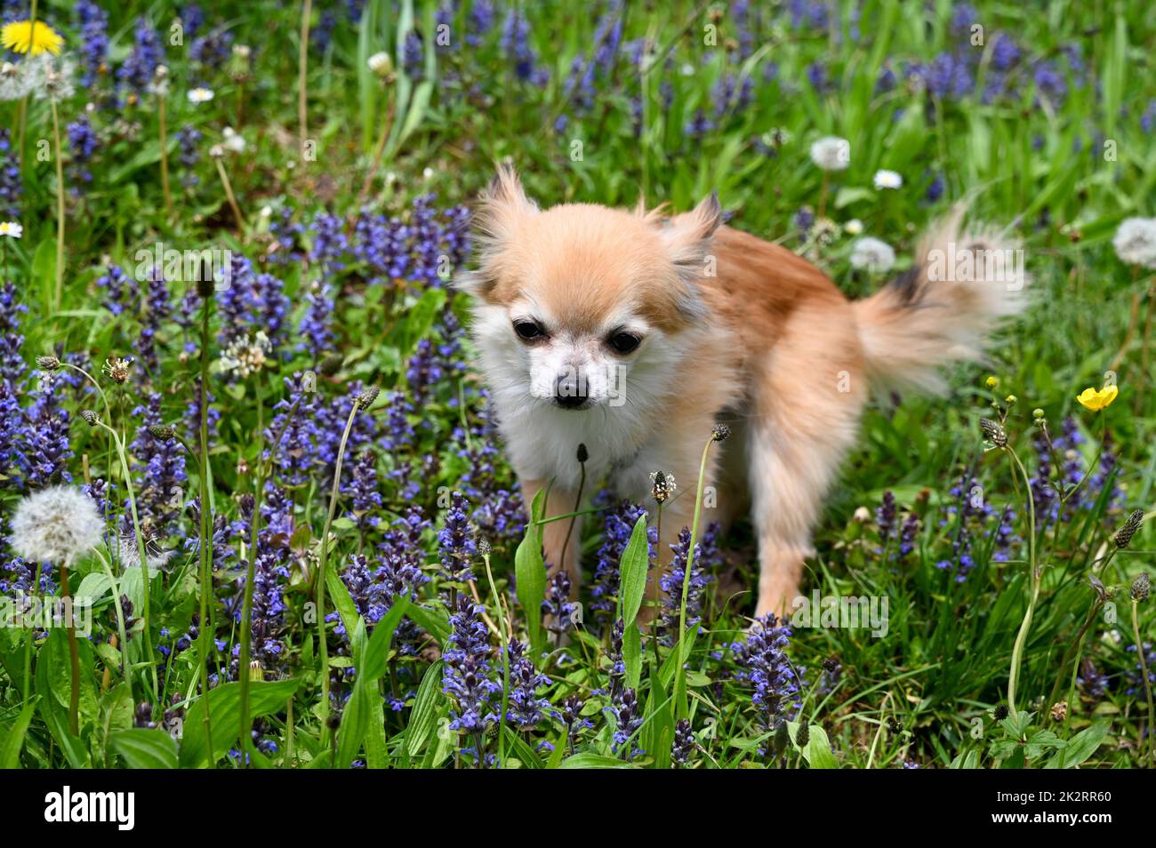 Chihuahua su un prato di fiori viola Foto Stock