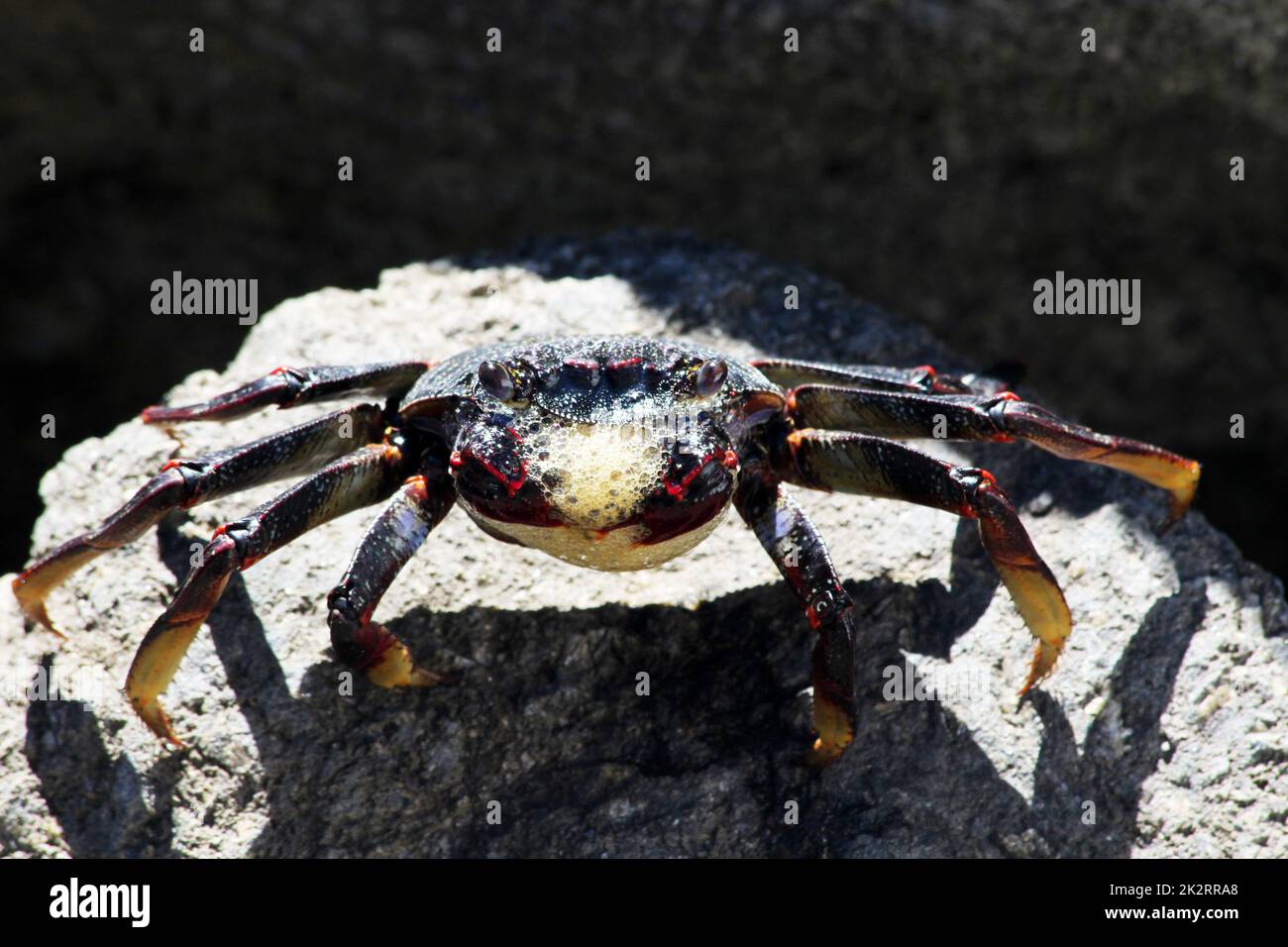 Il red rock crab Foto Stock