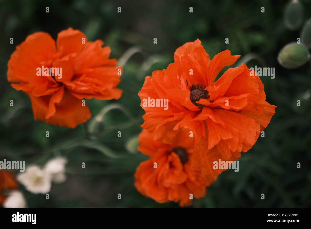 fiori di papavero arancione luminoso che fioriscono in giardino in una giornata di sole con sfondo verde e blu Foto Stock