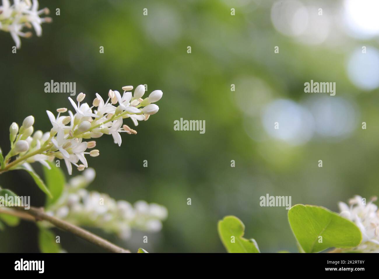 Texas fiore Privet Ligustrum arbusto poco profondo DOF Foto Stock