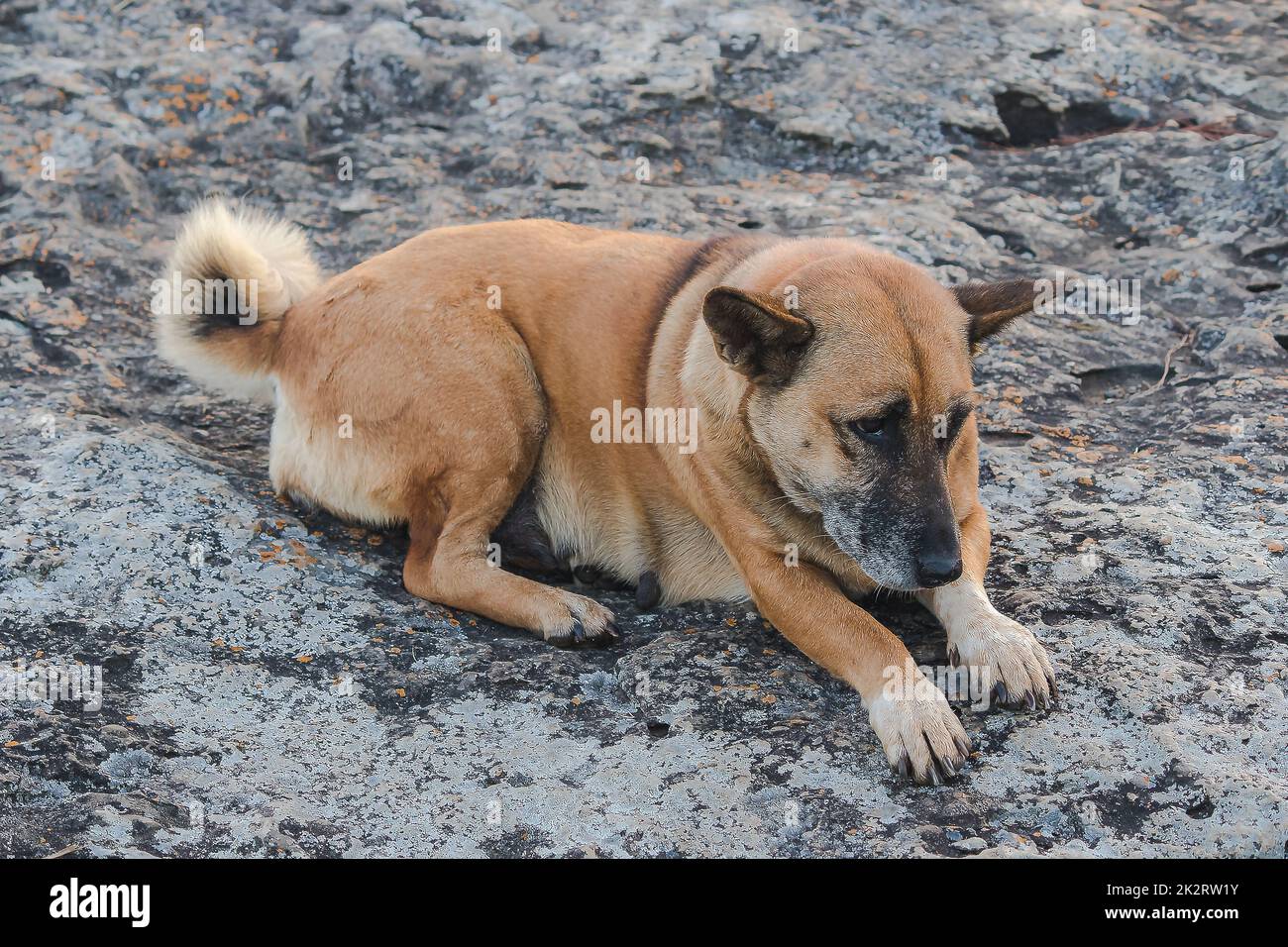 Il cane marrone si trova sul pavimento di roccia. Foto Stock