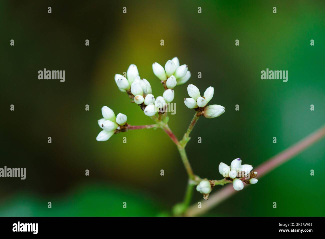 Piccoli fiori bianchi selvatici in una bella natura Foto Stock