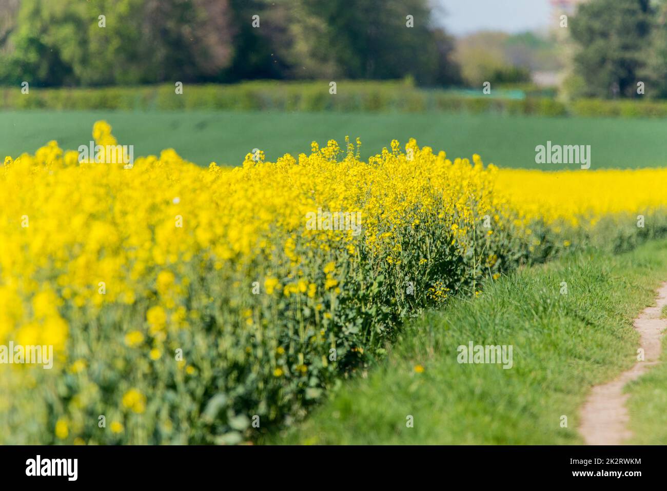 un colza gialla - agricoltura Foto Stock