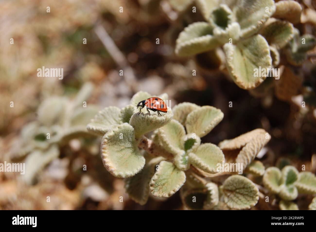 Ladybug rosso con puntini neri seduti su erba verde. I ladybugs che voleranno. Foto Stock