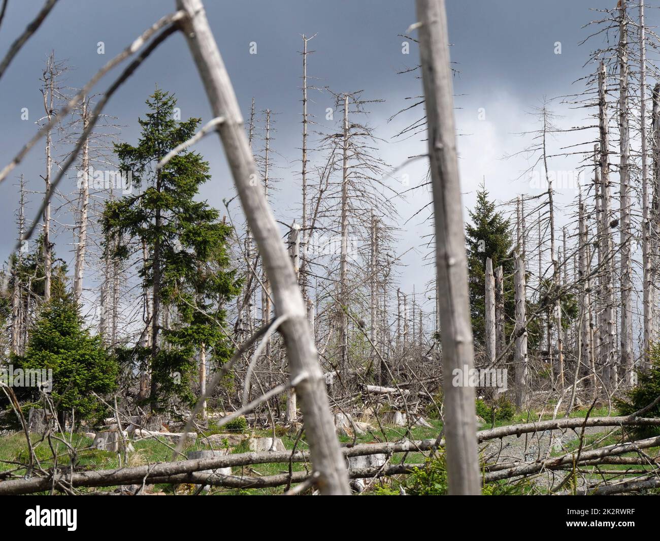 Albero di ritorno nel Parco Nazionale di Harz vicino al Brocken sul Achtermannshoehe in bassa Sassonia. Foto Stock