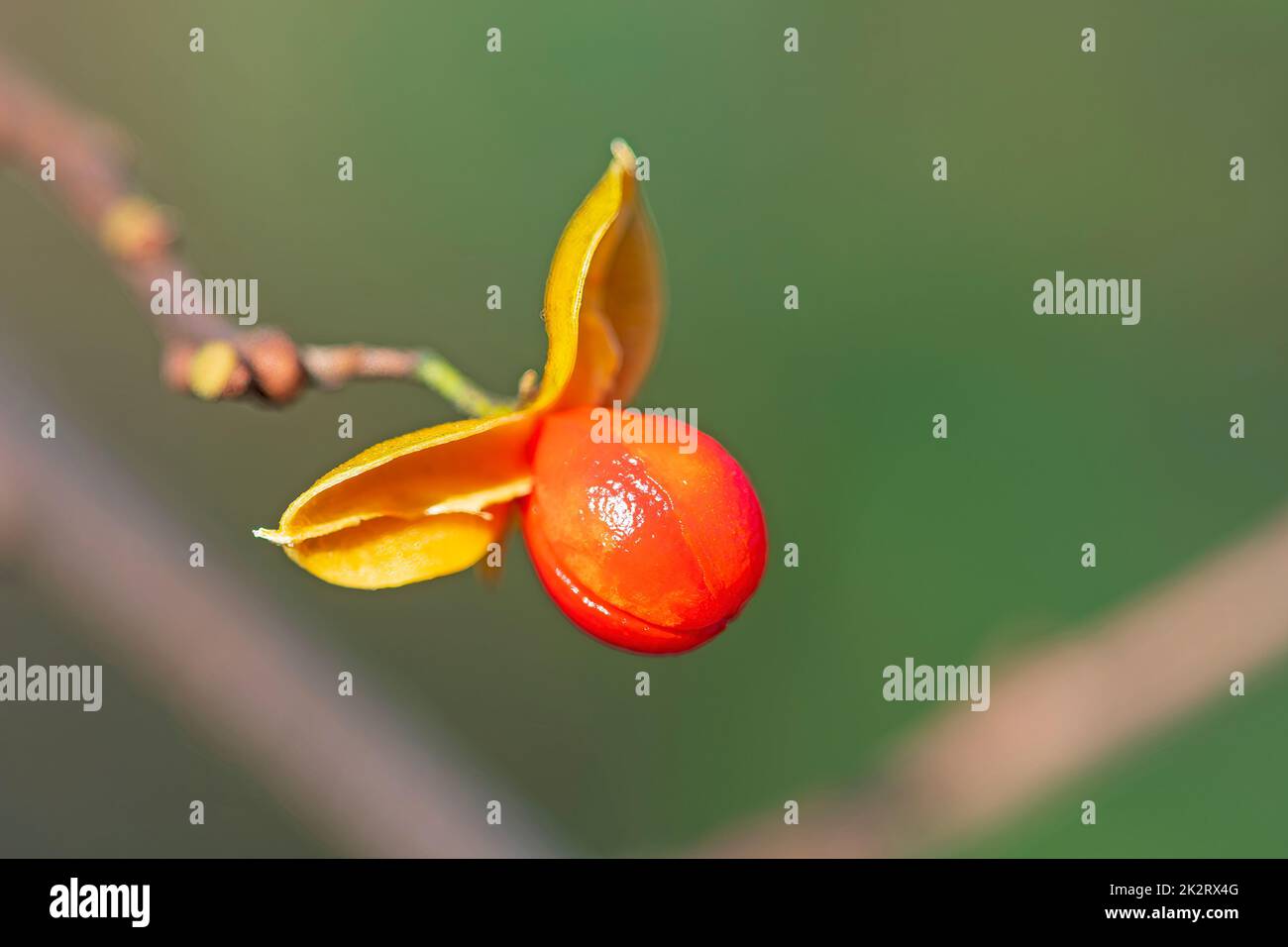 Il seme americano di Bittersweet in autunno Foto Stock