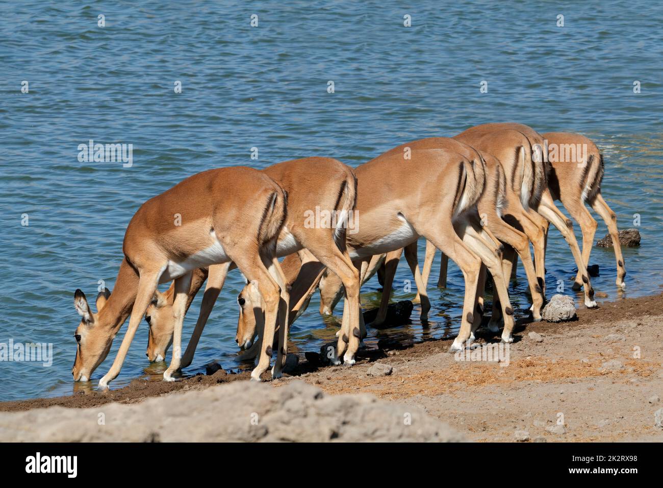 Antilopi Impala acqua potabile - Parco Nazionale Etosha Foto Stock