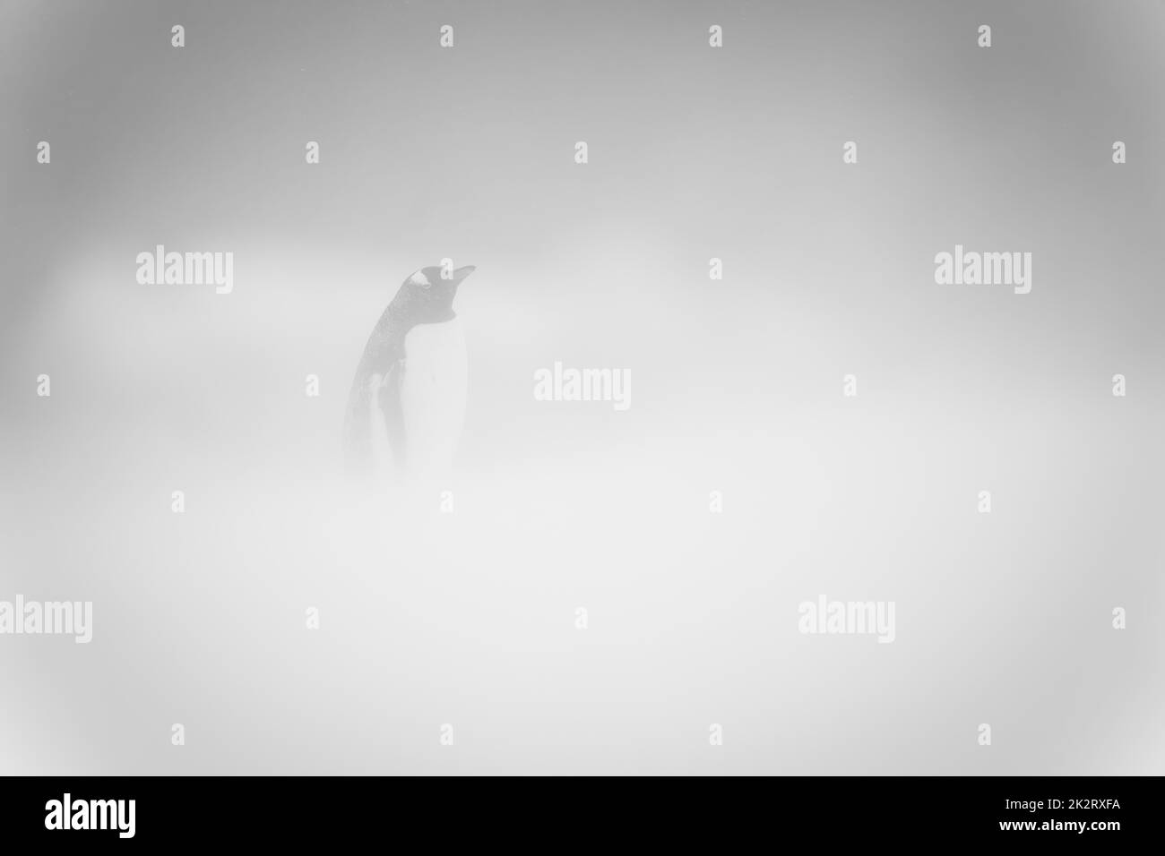Pinguino monocentoo in una telecamera per gli occhi delle tempeste di neve Foto Stock