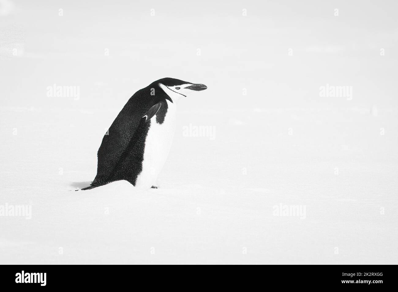 Pinguino mono cinstrap in profilo nella neve Foto Stock