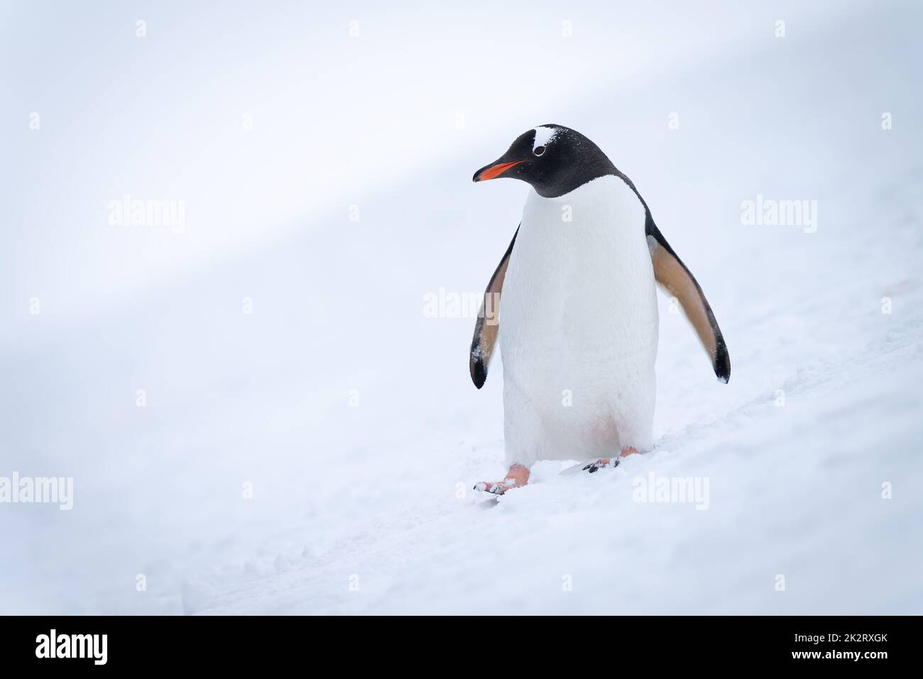 Pinguino Gentoo cammina lungo il pendio eyeing camera Foto Stock