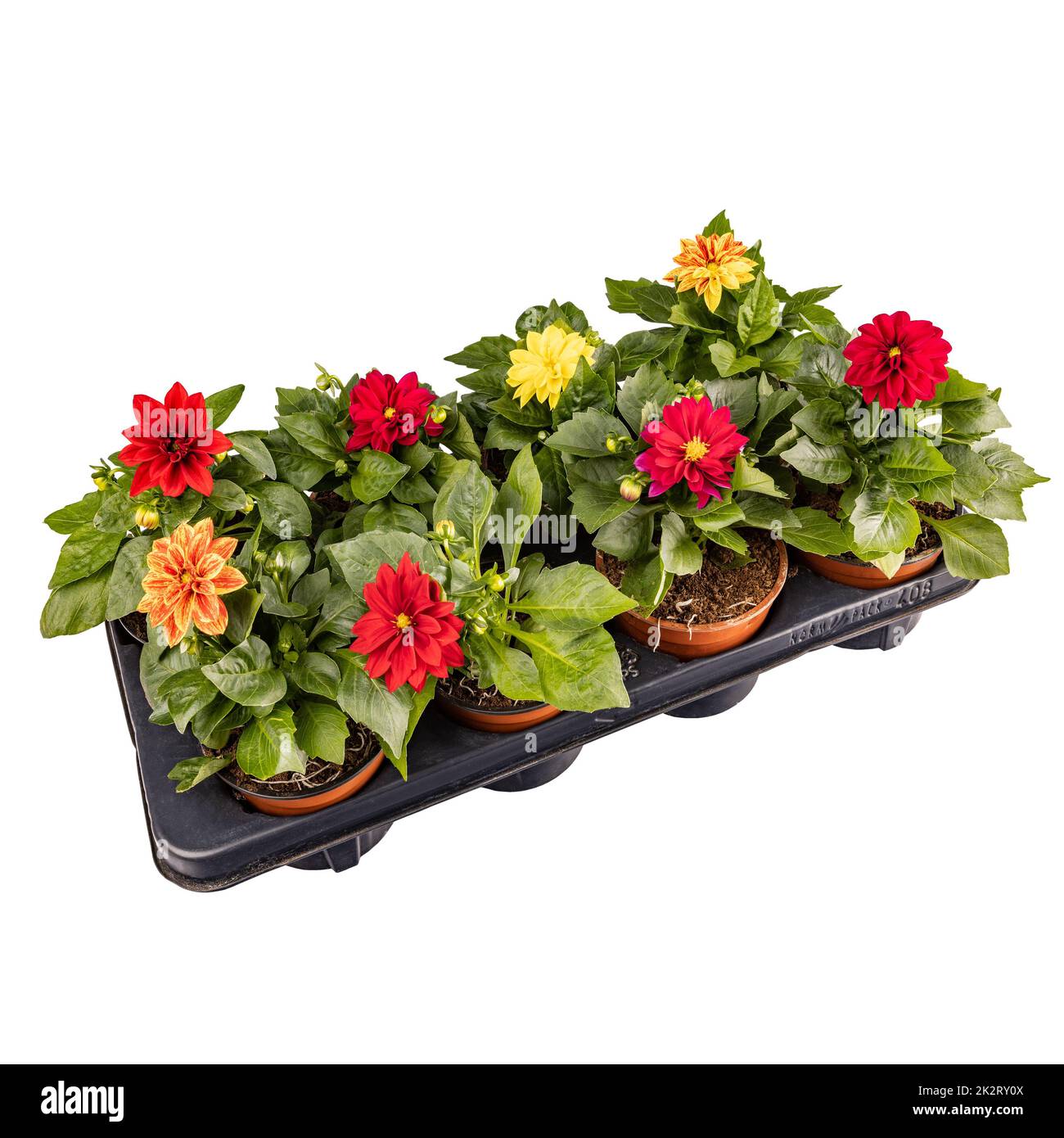 Colorato dahlia fiori pianta Foto Stock