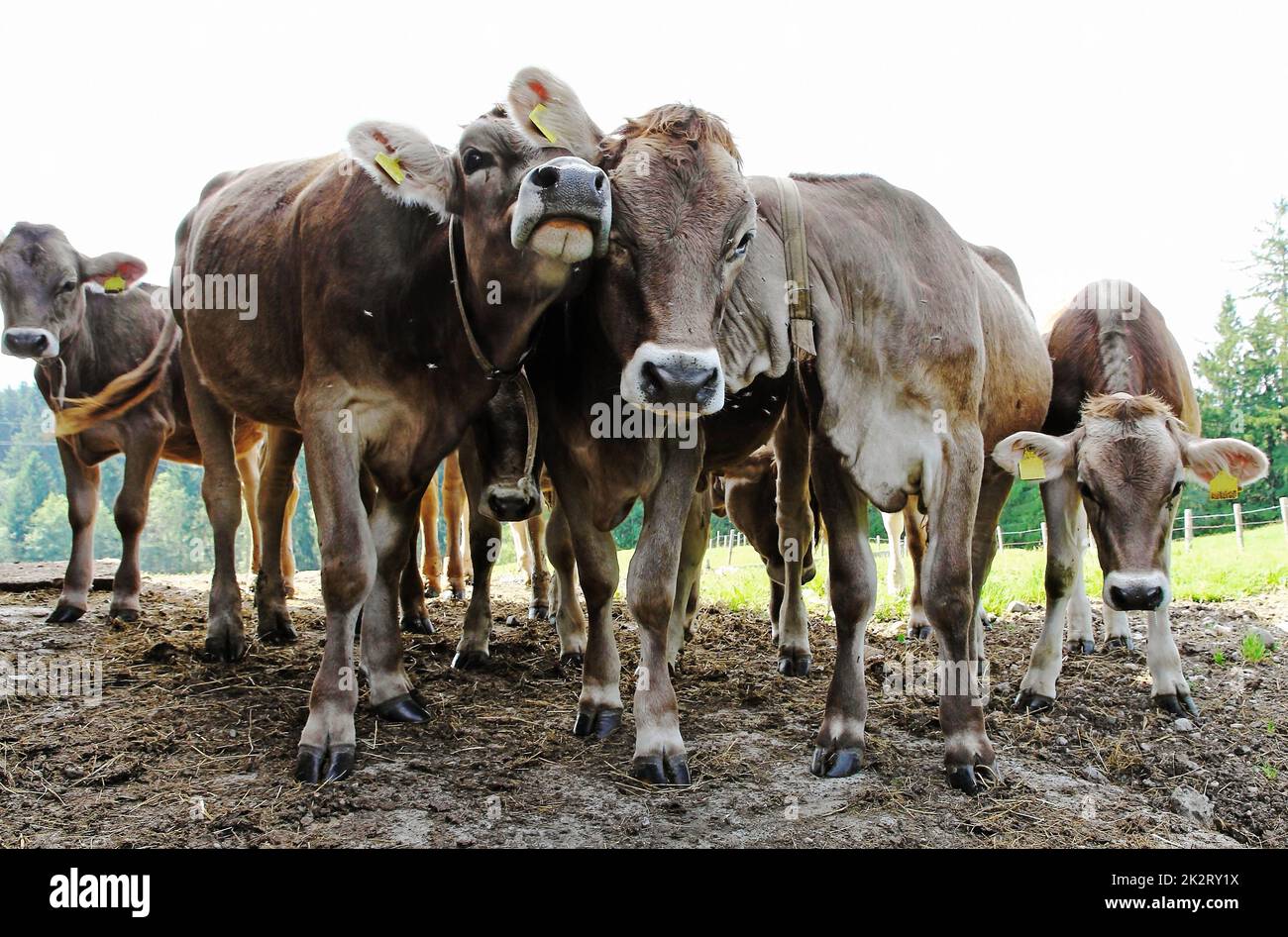 Divertente giovane bovino bruno su un pascolo in Baviera Foto Stock