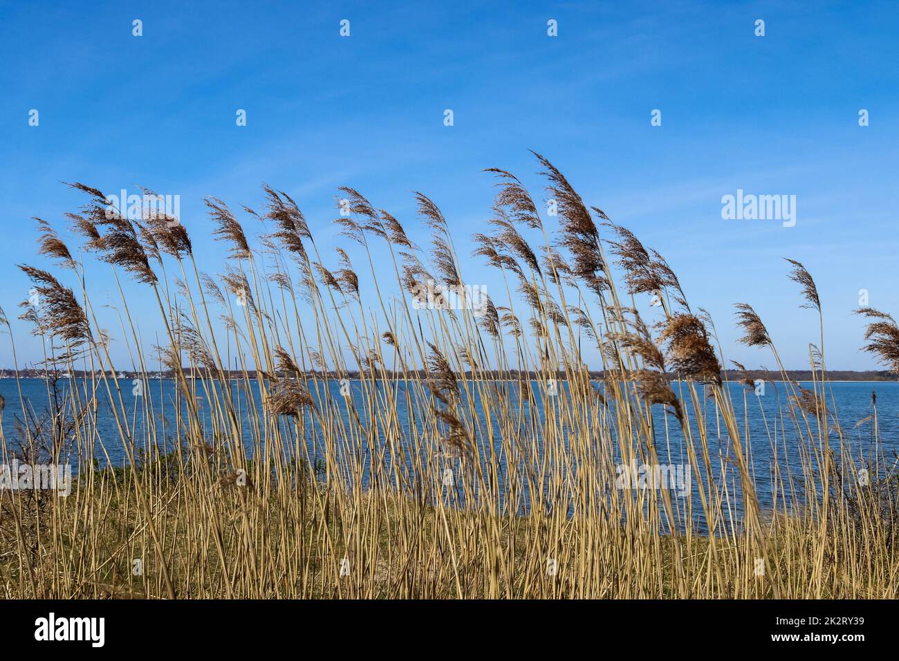 Primo piano di canne sulla spiaggia del Mar Baltico. Foto Stock