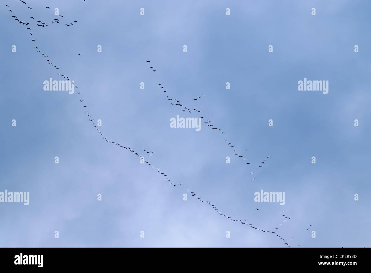 Un grande gregge di uccelli contro un bel cielo. Foto Stock