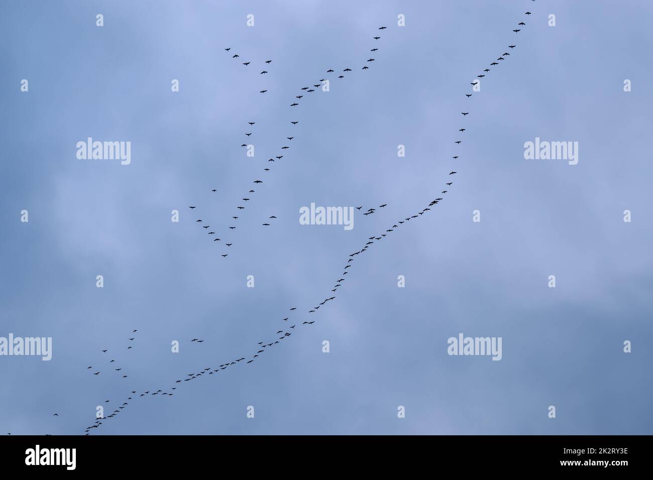 Un grande gregge di uccelli contro un bel cielo. Foto Stock