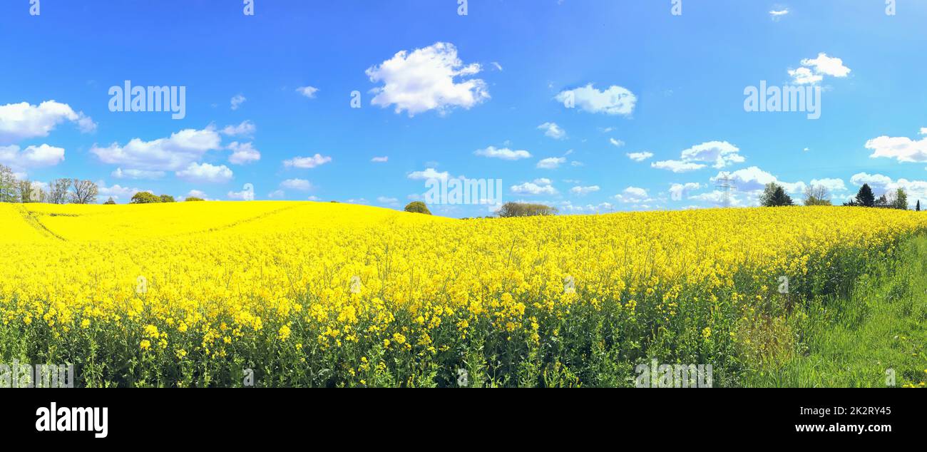 Bellissimo panorama ad alta risoluzione di un paesaggio di campagna del nord europa con campi e erba verde Foto Stock