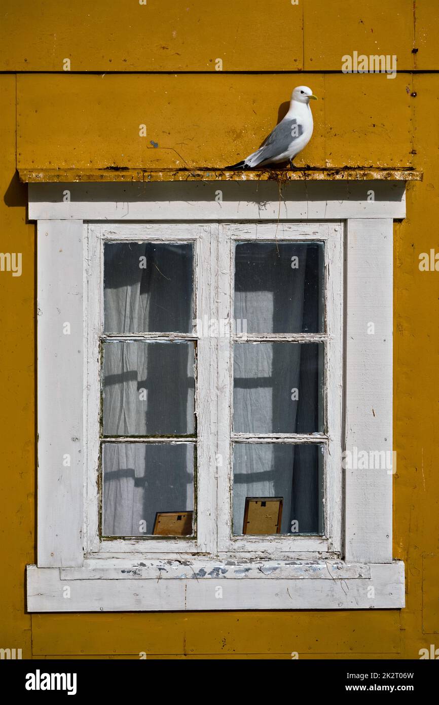 Seagull bird close up Foto Stock