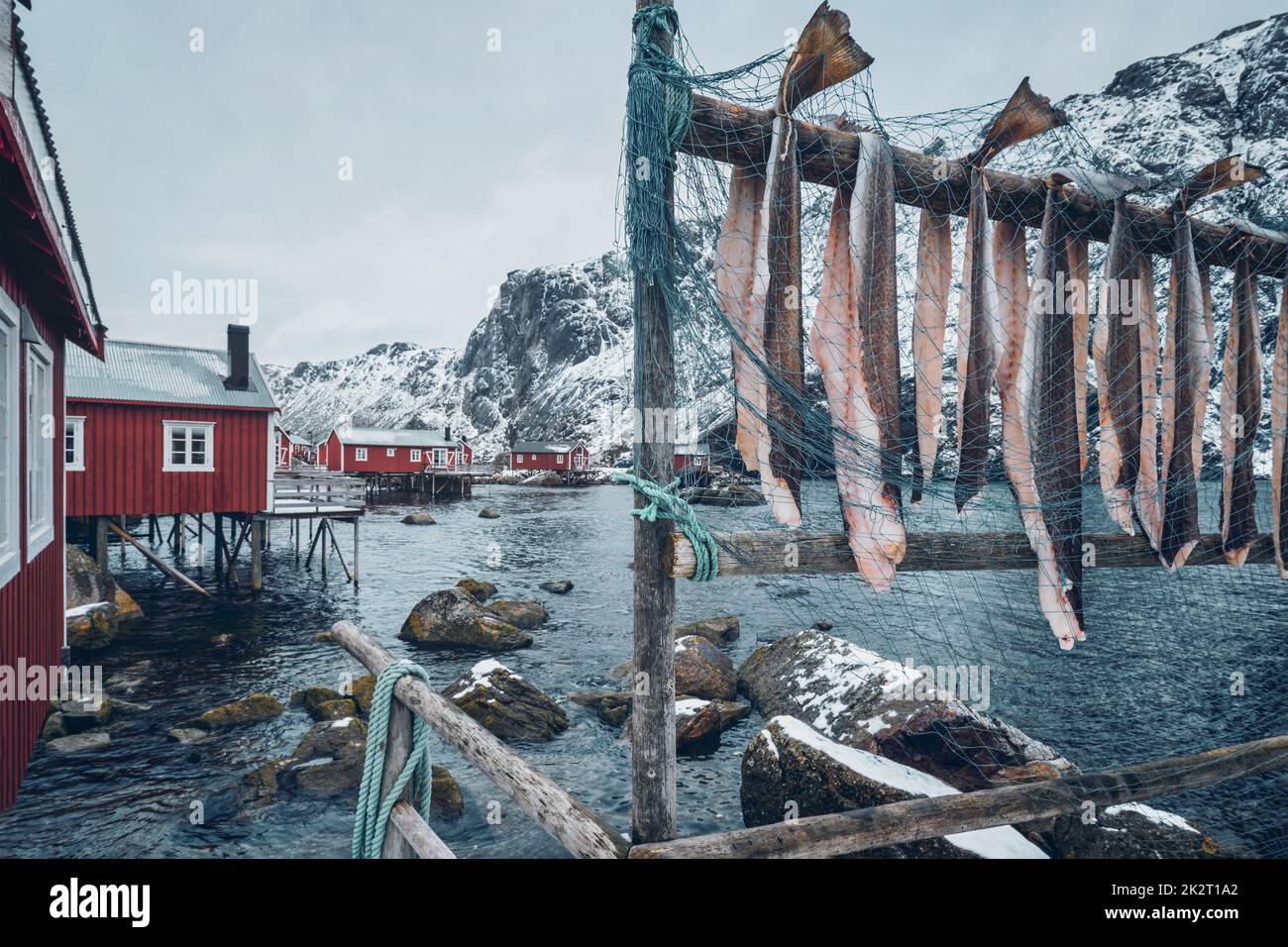 Essiccazione Merluzzo Baccalà in Nusfjord villaggio di pescatori in Norvegia Foto Stock