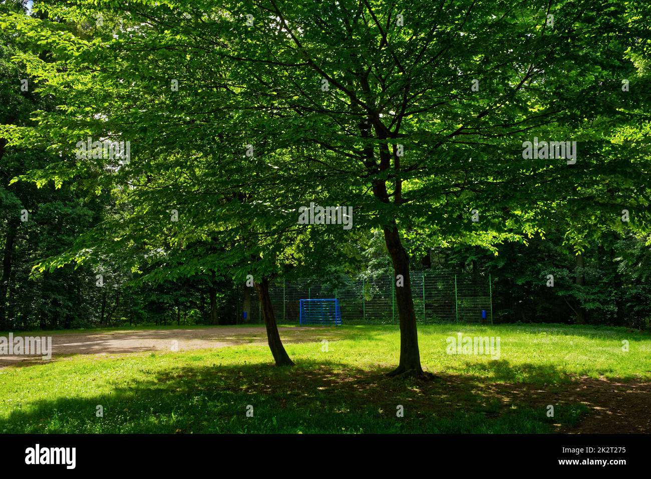 campo da calcio nella foresta estiva, luce suggestiva e idilliaca Foto Stock