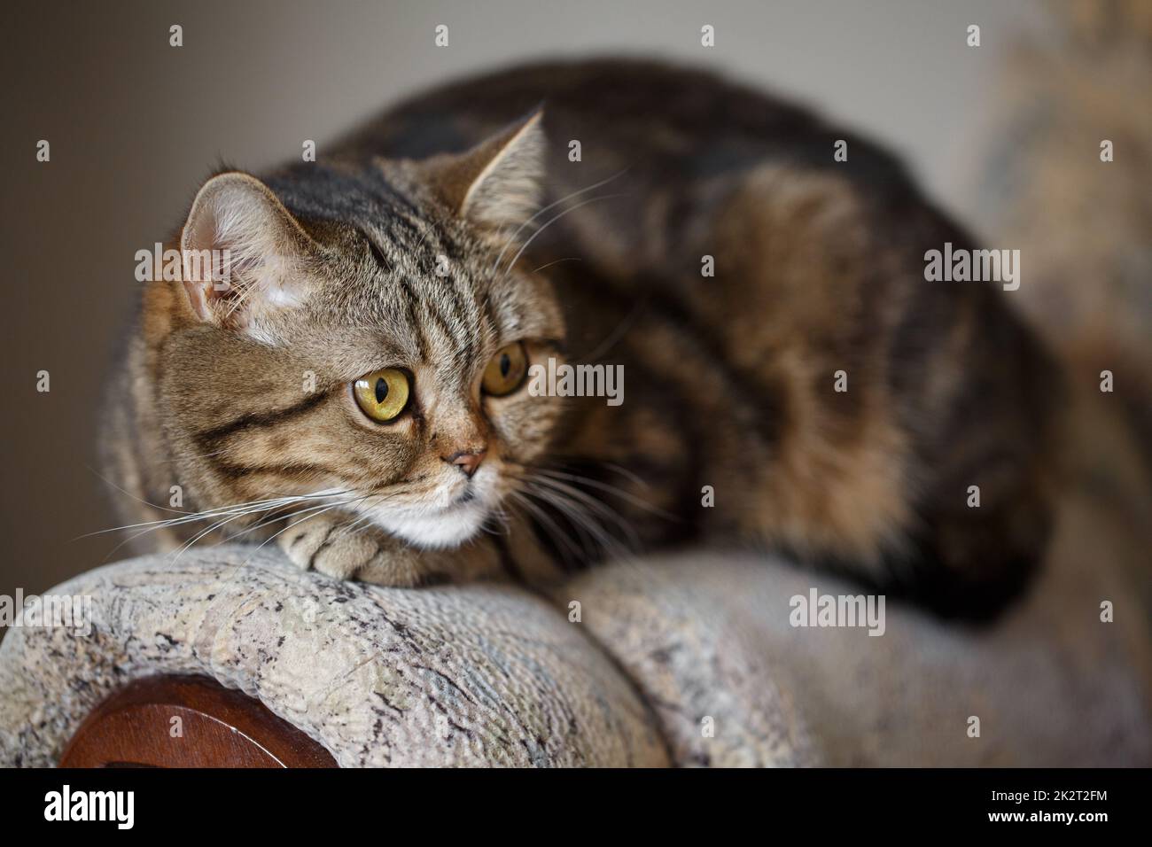 Gatto domestico sta riposando sul divano nella stanza. Foto Stock