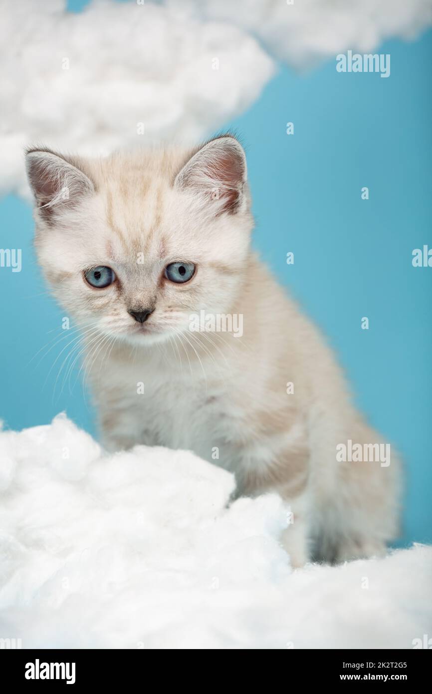 Piccolo gattino scozzese con orecchie sollevate e occhi tristi guarda giù. Foto Stock