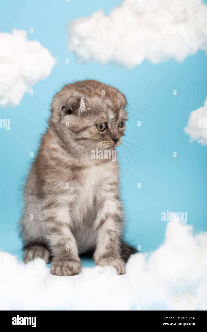 Piccolo gattino scozzese di due mesi siede su uno sfondo blu di cuori di nuvole bianche. Foto Stock