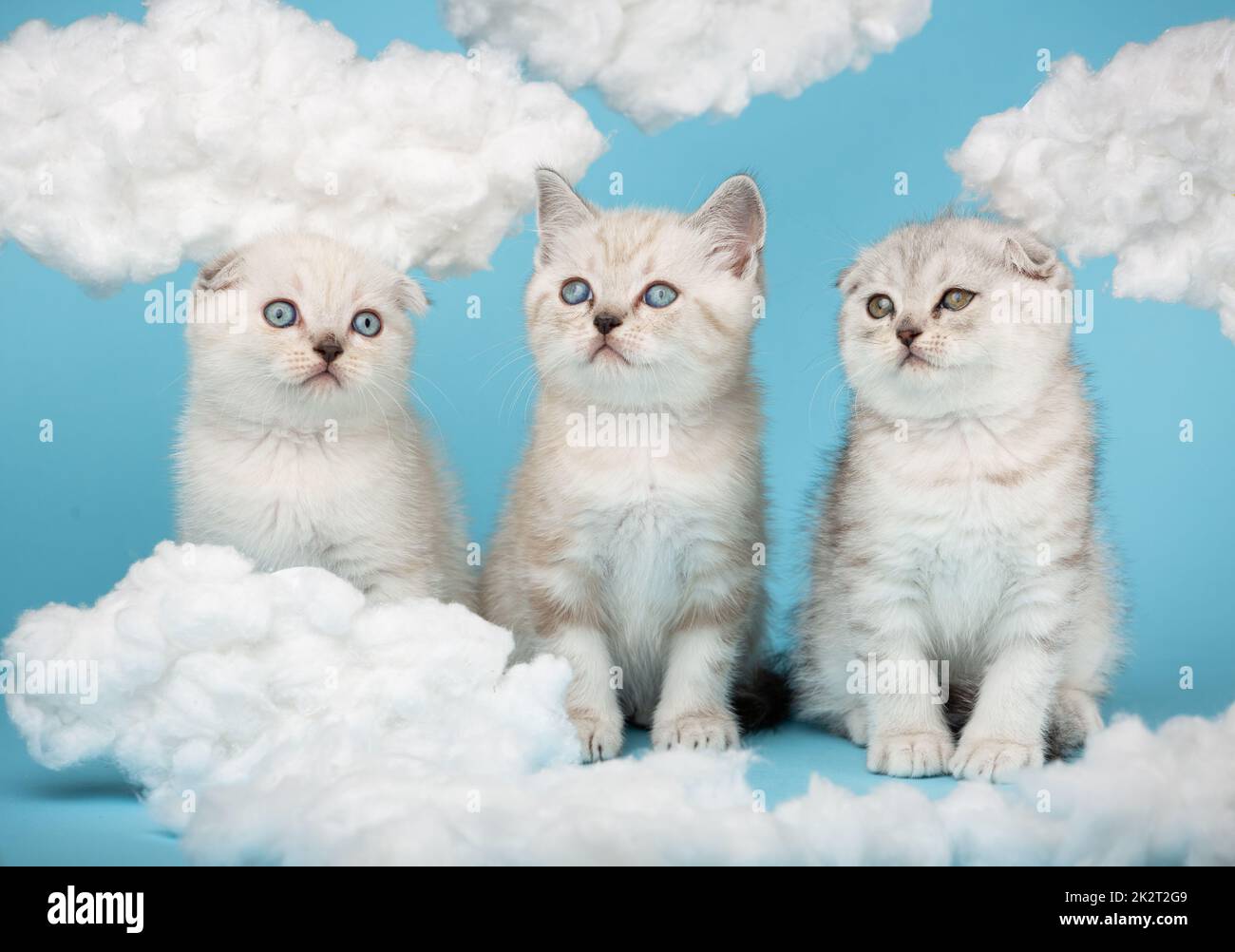Primo piano ritratto di adorabili simpatici gattini di razza scozzese di crema, grigio e bianco, cuore di nuvole di cotone bianco su sfondo blu Foto Stock