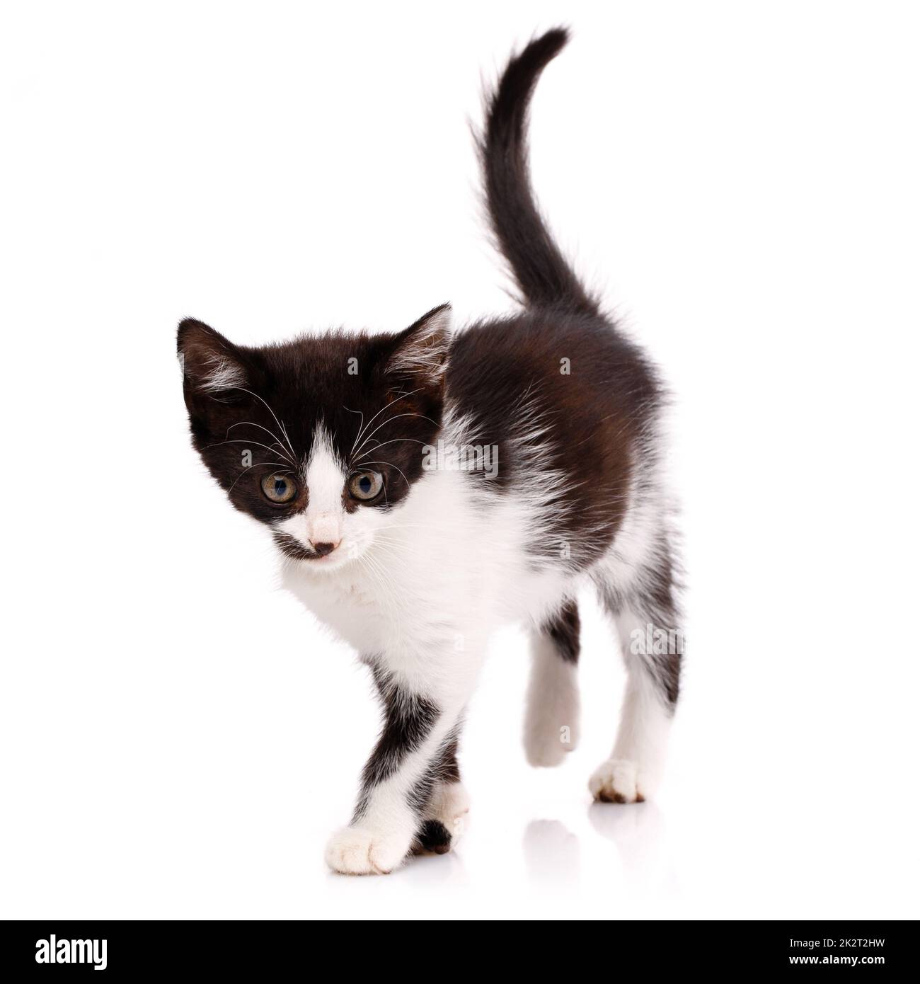 Piccolo gattino curioso cammina su uno sfondo bianco guardando intorno Foto  stock - Alamy