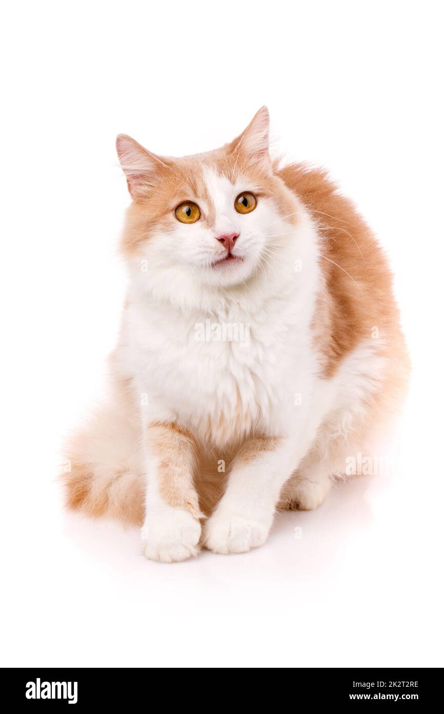 Gatto domestico con un'espressione sorpresa siede su uno sfondo bianco. Foto Stock