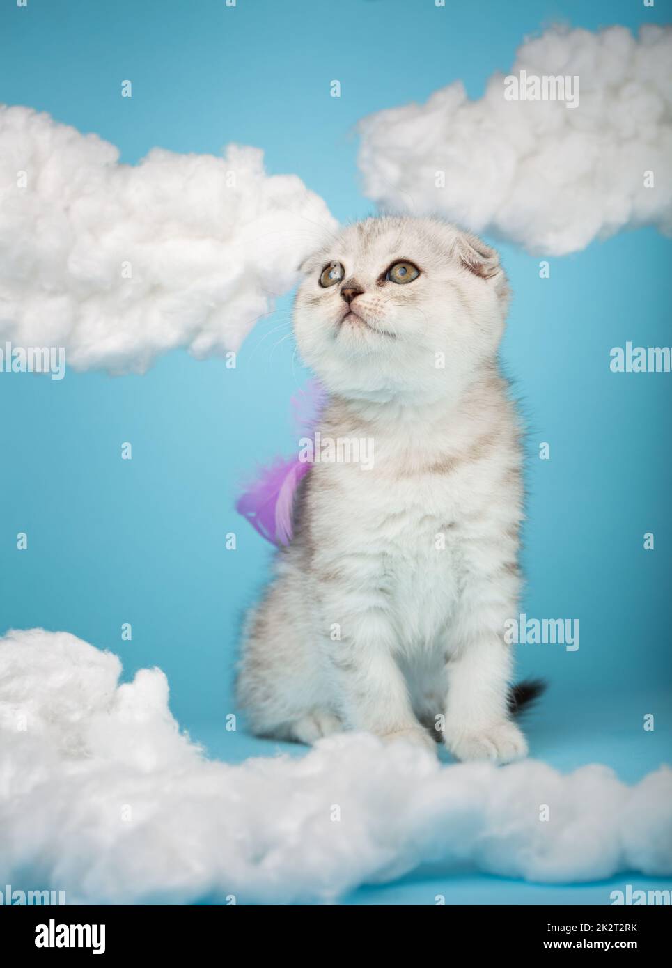 Gattino scozzese con piume viola sulla schiena su bianche nuvole di cotone su sfondo blu. Foto Stock
