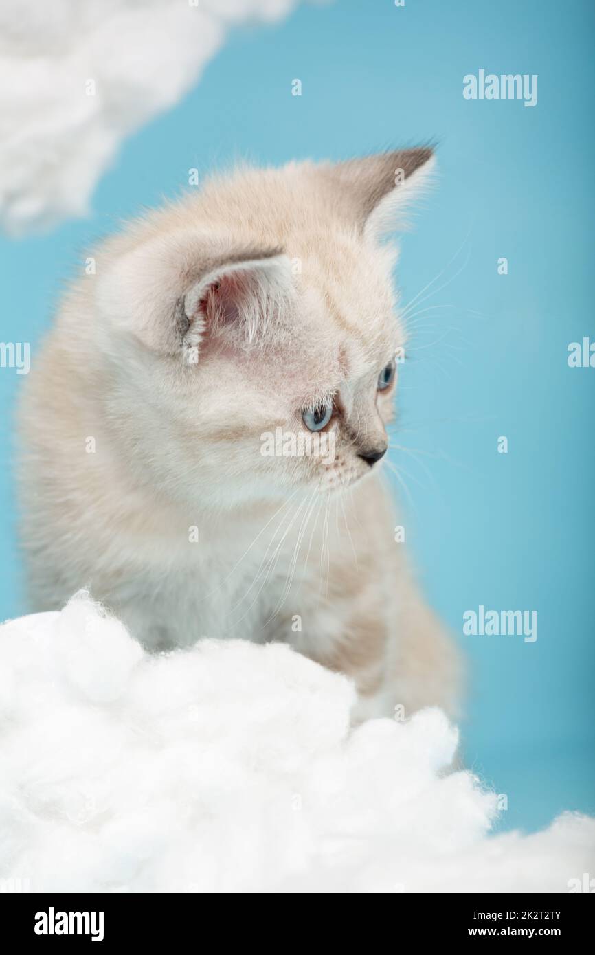 Primo piano di una museruola di gattino scozzese con gli occhi blu seduti su uno sfondo blu. Foto Stock