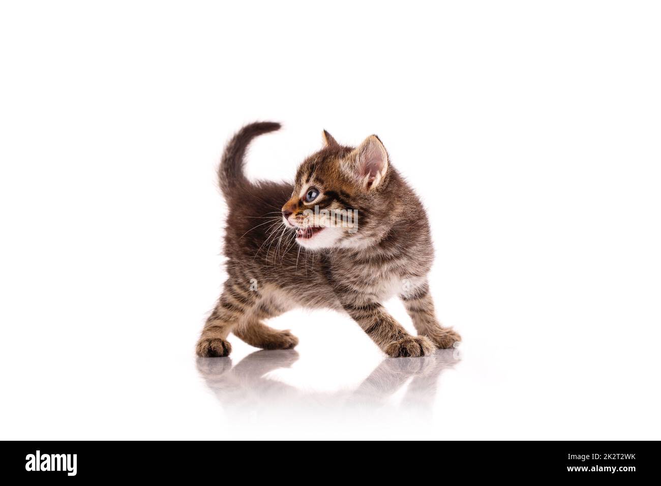 Gattino aggressivo su sfondo bianco. Foto Stock
