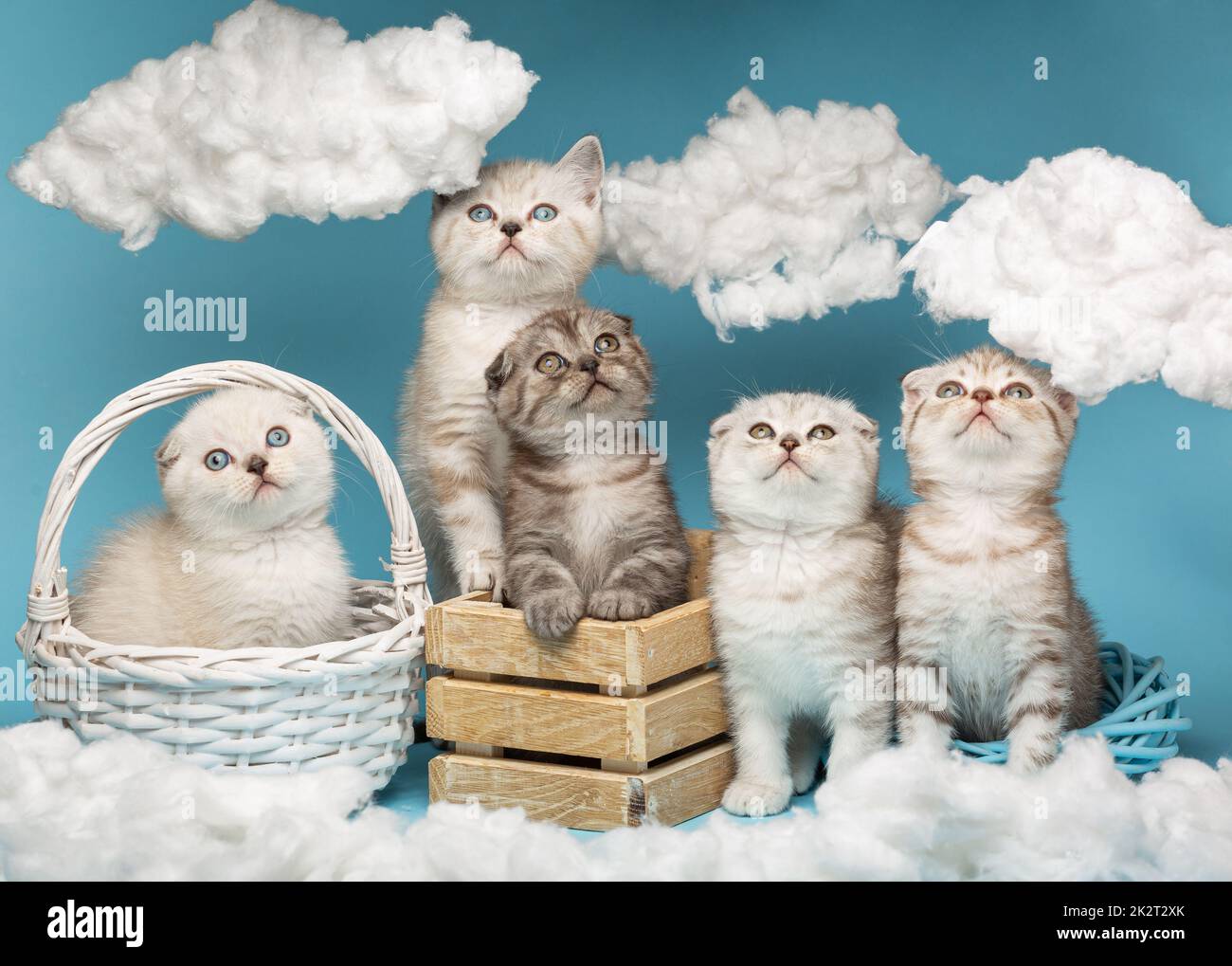 Cinque cuccioli scozzesi diversi hanno sollevato la testa e stanno guardando nuvole di cotone fatte a mano. Foto Stock