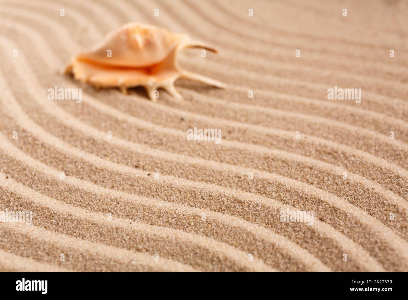 Concetto estivo con conchiglie su fondo di sabbia marrone. Messa a fuoco selettiva, sfondo sfocato. Foto Stock