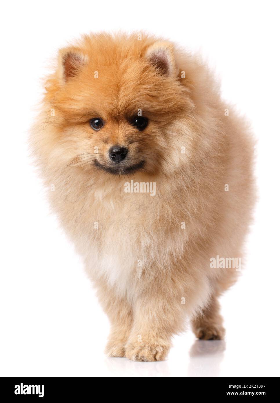 Pomeranian Spitz in posa davanti alla telecamera su sfondo bianco. Foto Stock