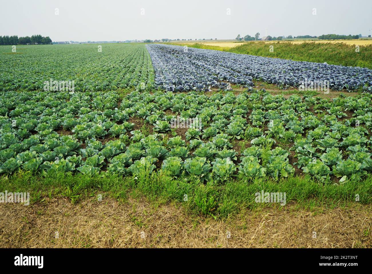 Grande campo vegetale con diversi tipi di cavolo in estate Foto Stock