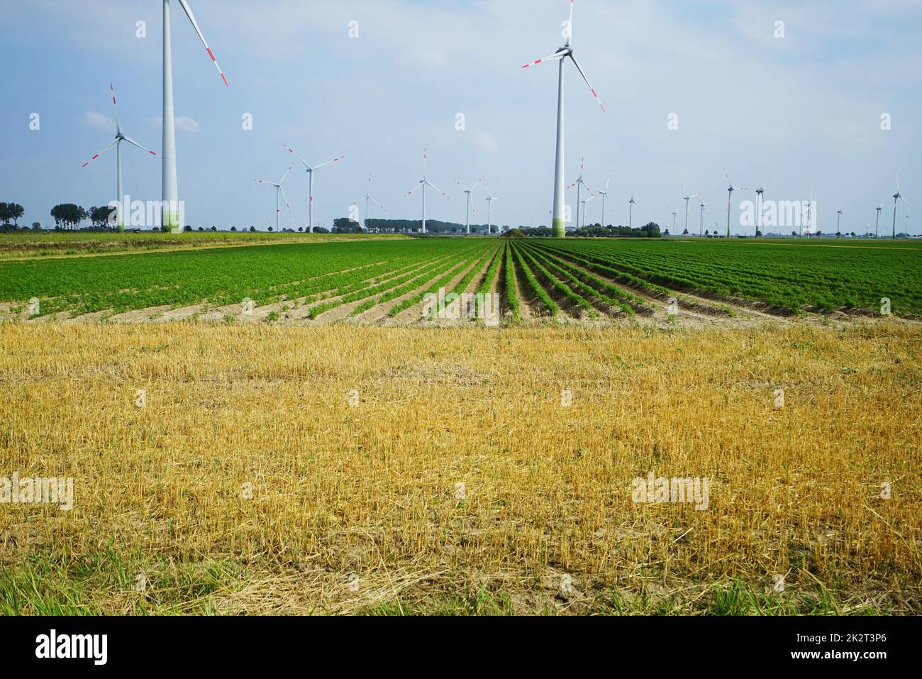 Grande campo vegetale con turbine eoliche in estate Foto Stock