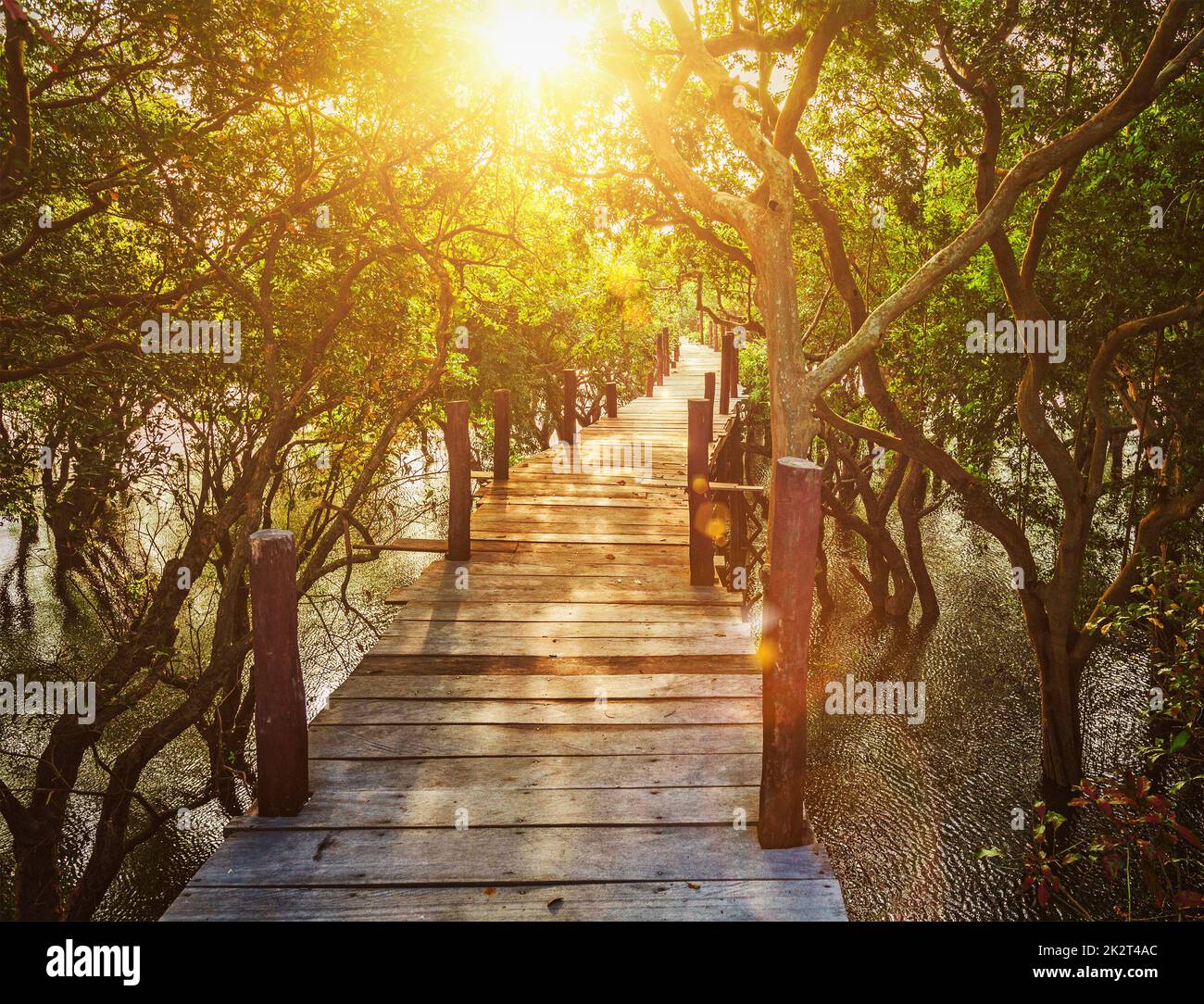 Tropicale esotico concetto di viaggio - ponte di legno nella foresta pluviale allagata giungla di alberi di mangrovie vicino Kampong Phluk villaggio, Cambogia. Con luce parassita Foto Stock