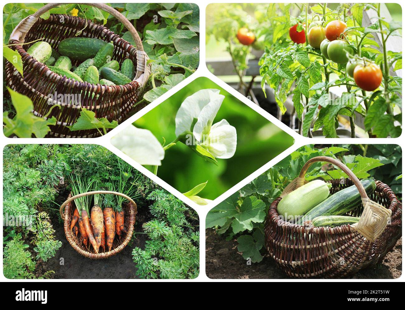 Collage di ortaggi - Prodotti dell'orto. Mangiare sano consept. Sfondo di giardinaggio Foto Stock