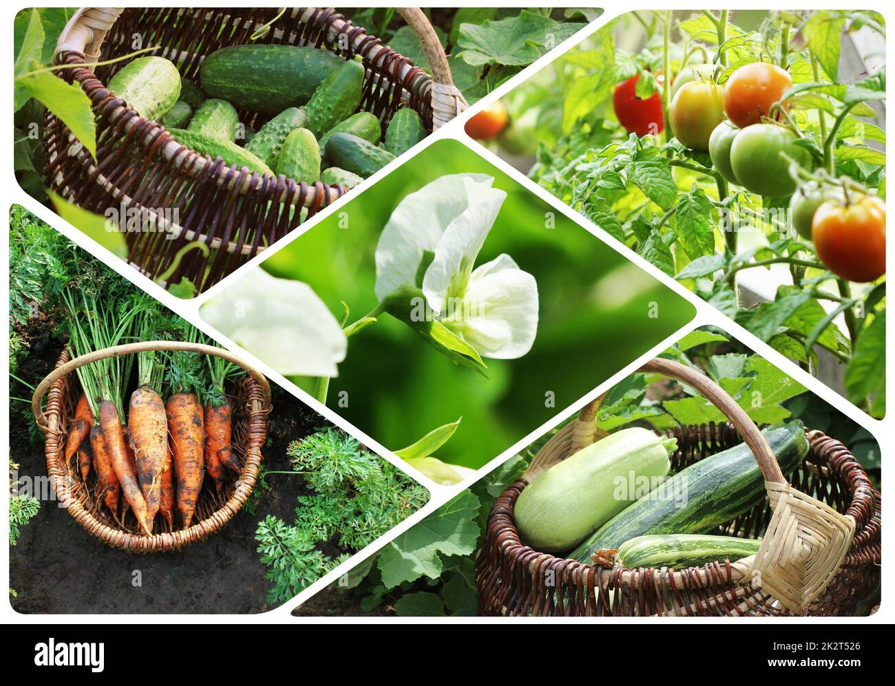 Collage di ortaggi - Prodotti dell'orto. Mangiare sano consept. Sfondo di giardinaggio Foto Stock