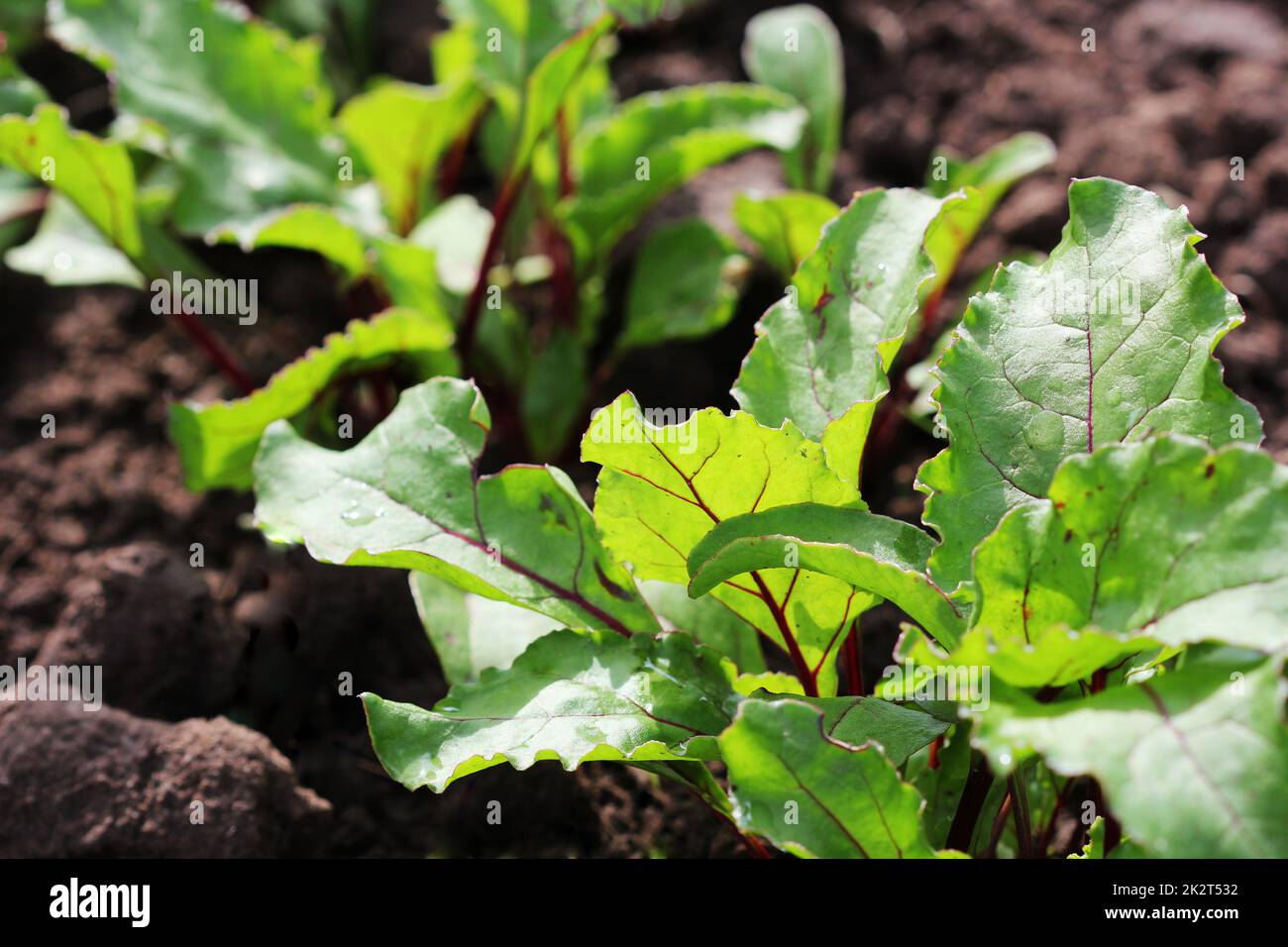 Verde giovane barbabietole piani su un percorso nel giardino vegetale Foto Stock