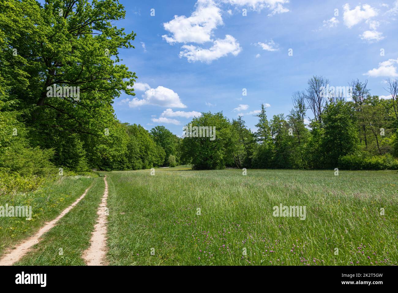 bella radura in una foresta Foto Stock