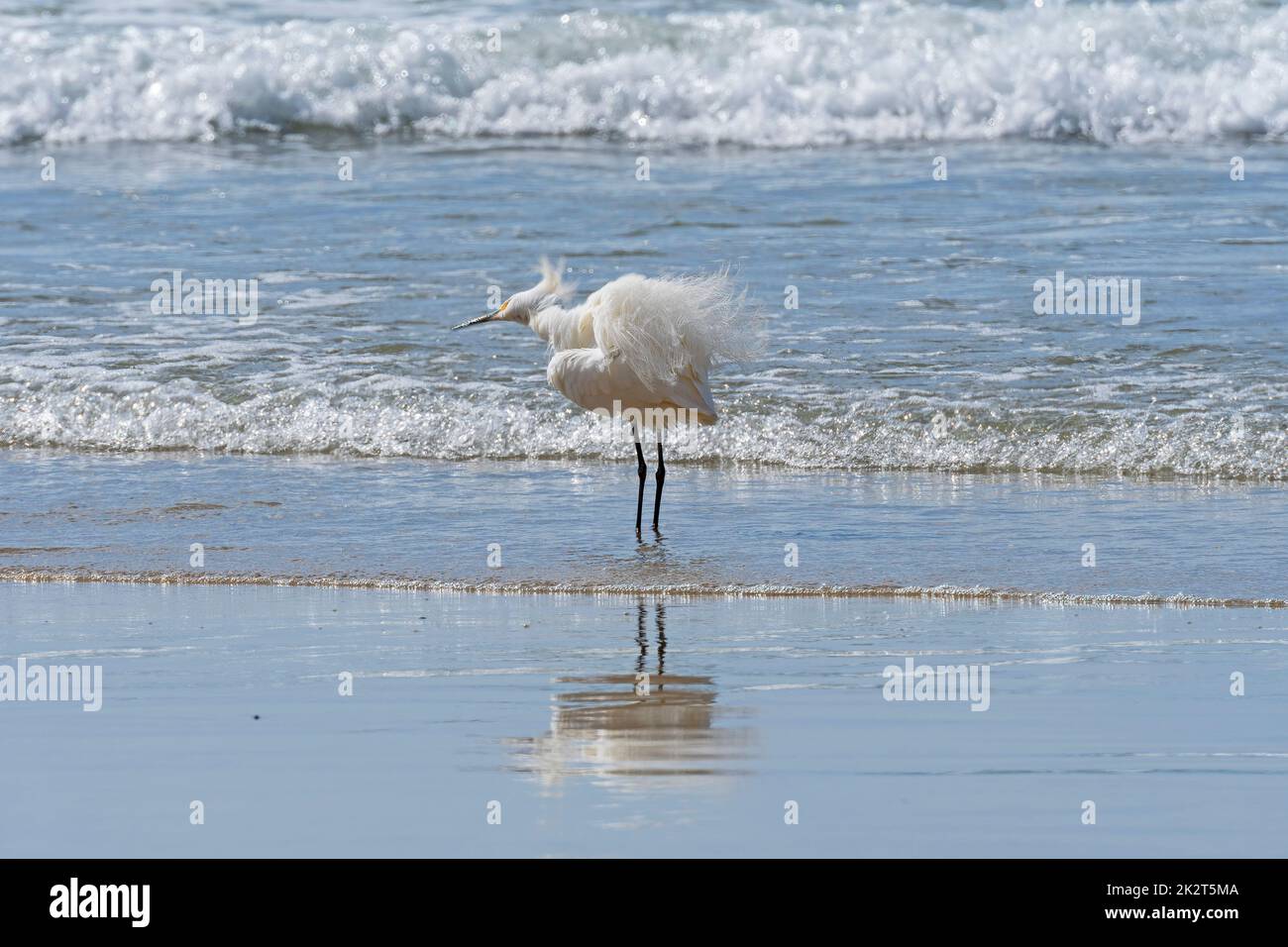 Snowy Egret che scioglie le sue piume tra le onde che si infrangono. Foto Stock