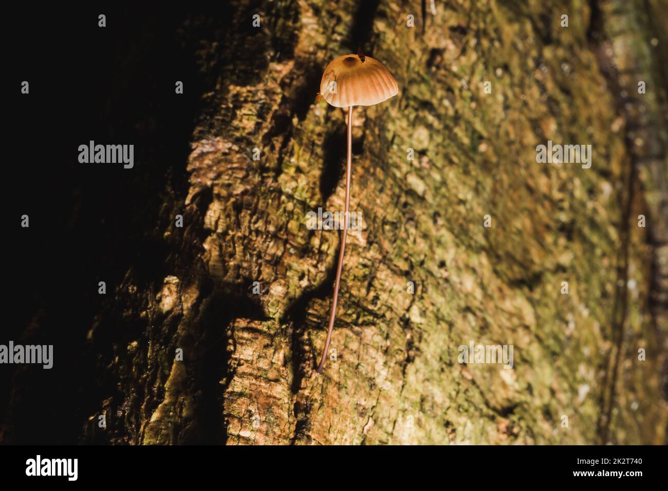 Piccoli funghi marroni sulla corteccia del gambo Foto Stock