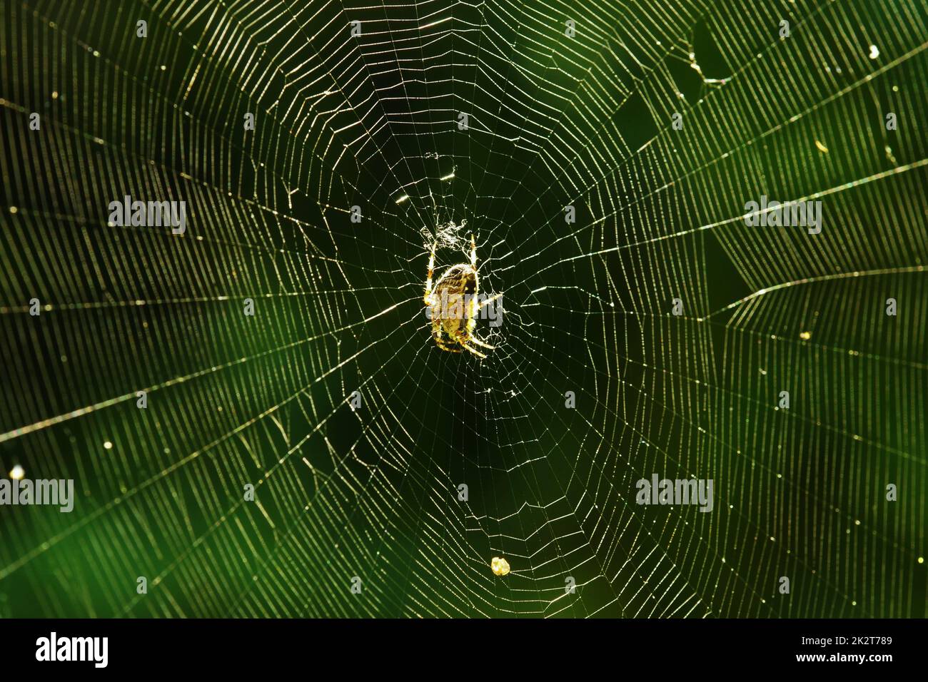 Spider nella sua grande ragnatela d'estate Foto Stock